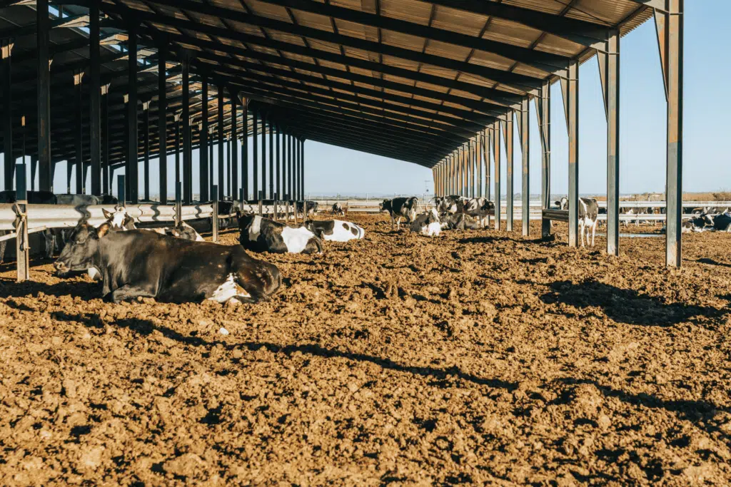 Vacas deitadas no compost barn